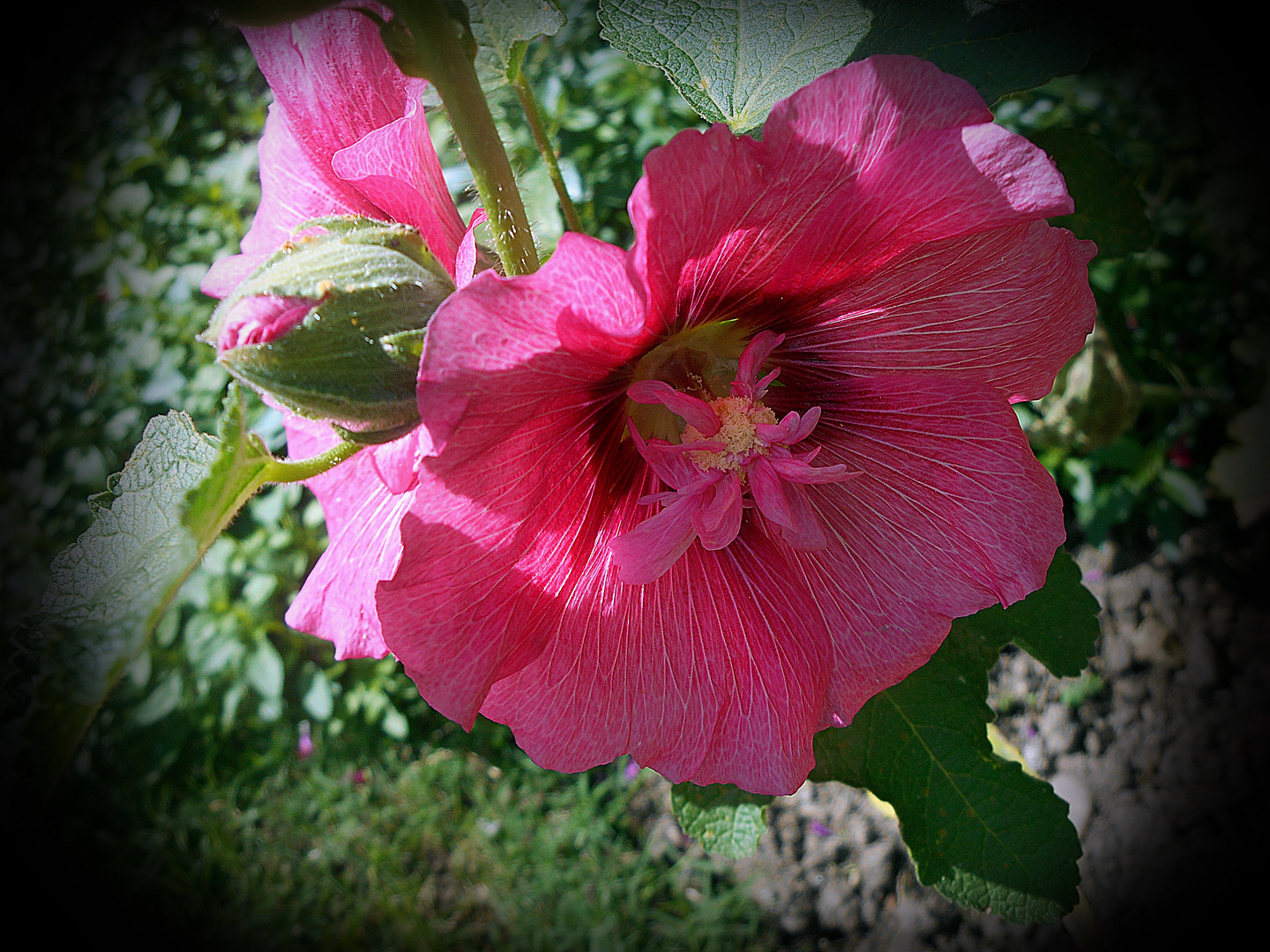 Rose trémière (Alcea rosea)