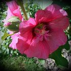 Rose trémière (Alcea rosea)