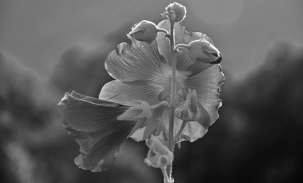 Rose trémière.......