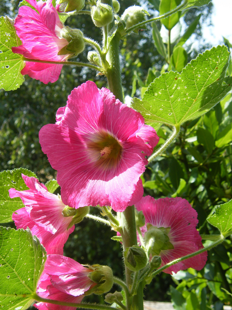 rose tremière