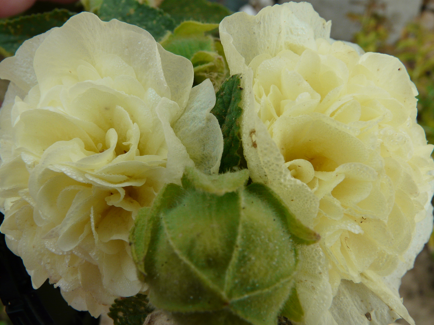 Rose trémière jaune