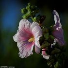 Rose trémière jouant au tournesol ?