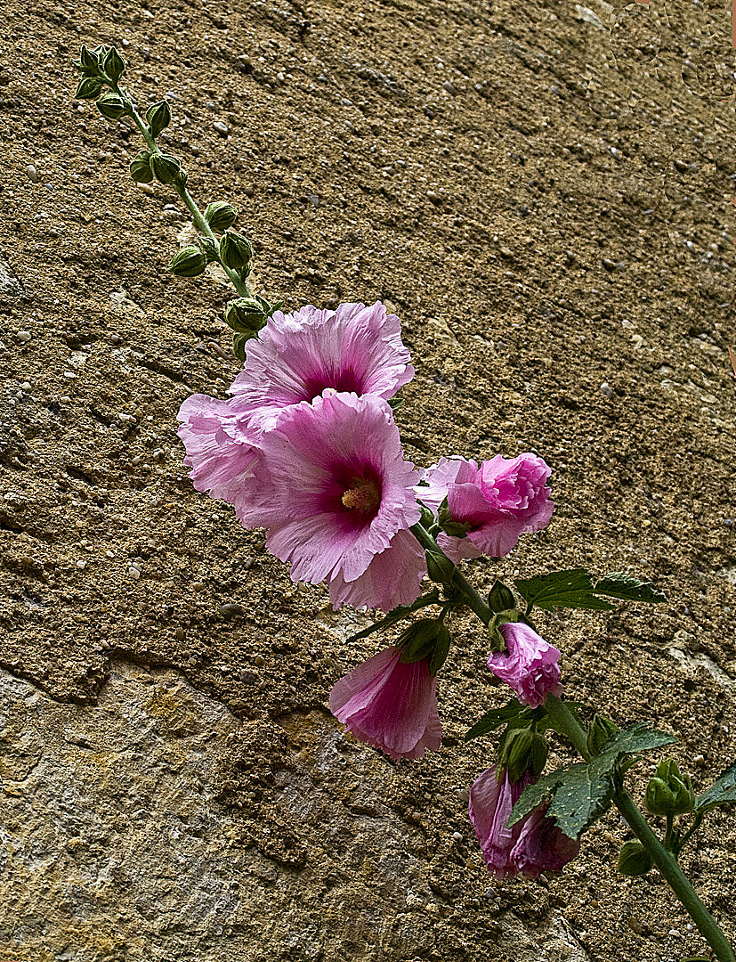 Rose trémière   --   Stockrose