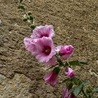 Rose trémière   --   Stockrose