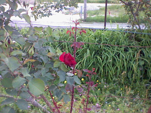 Rose très Rouge