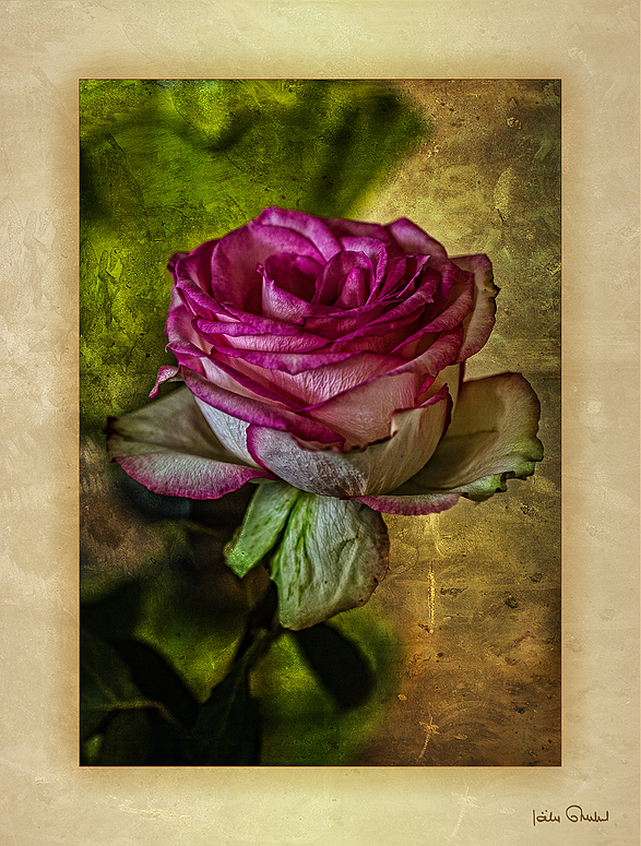 Rose tricolore .