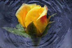 Rose trifft Wasser