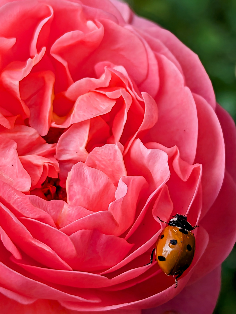 Rose trift Marienkäfer