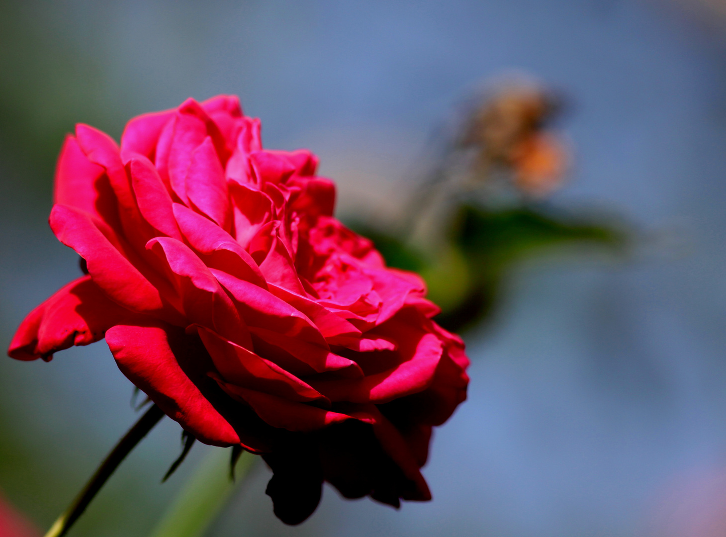 Rose tu as une très jolie robe