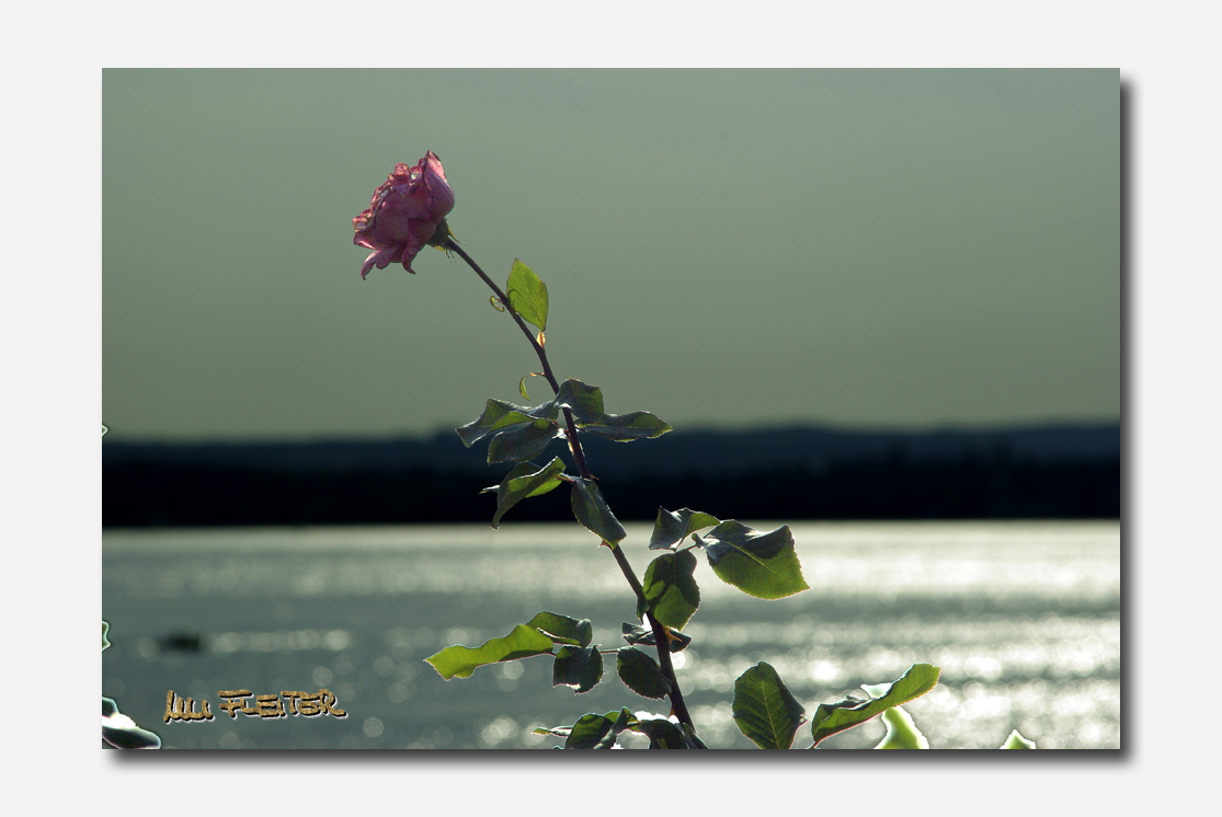 Rose über dem Bodensee