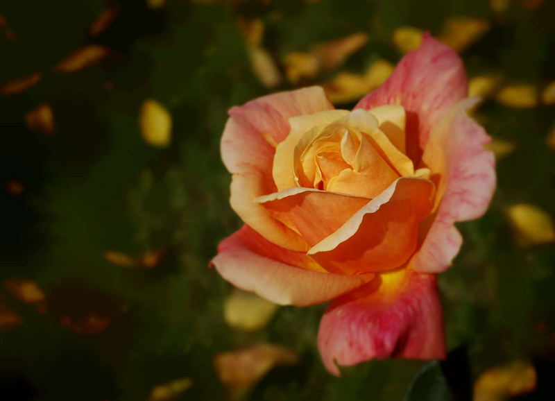 Rose über Herbstlaub