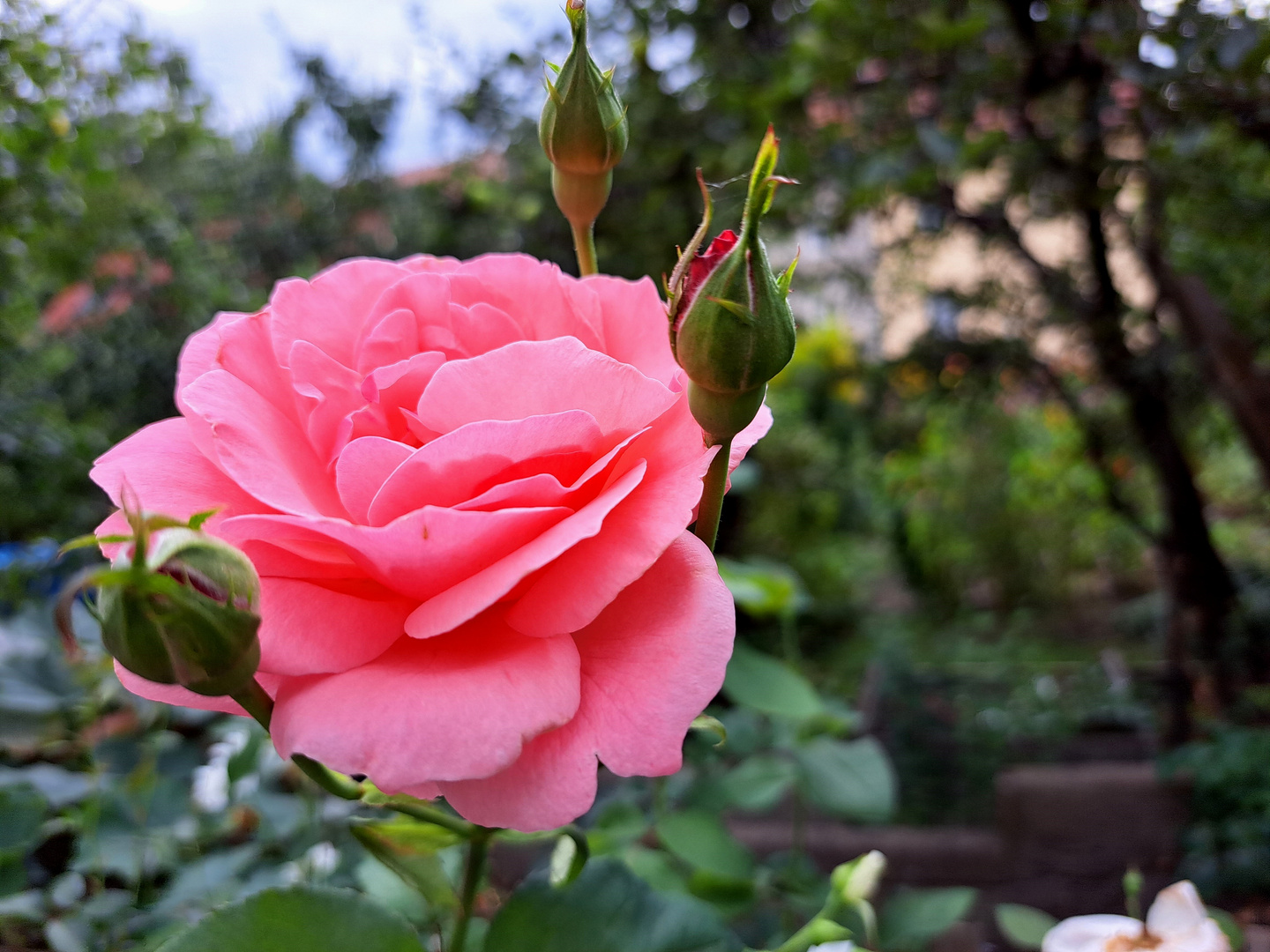 Rose übern Gartenzaun