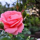 Rose übern Gartenzaun