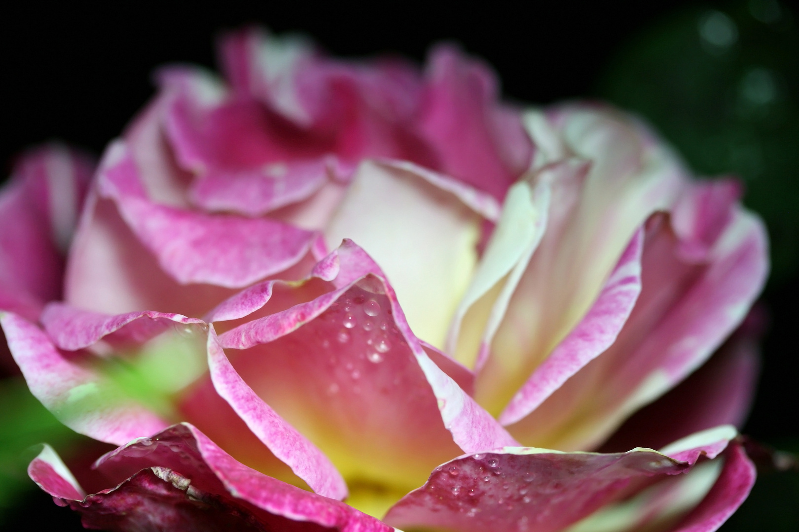 rose un soir d'orage