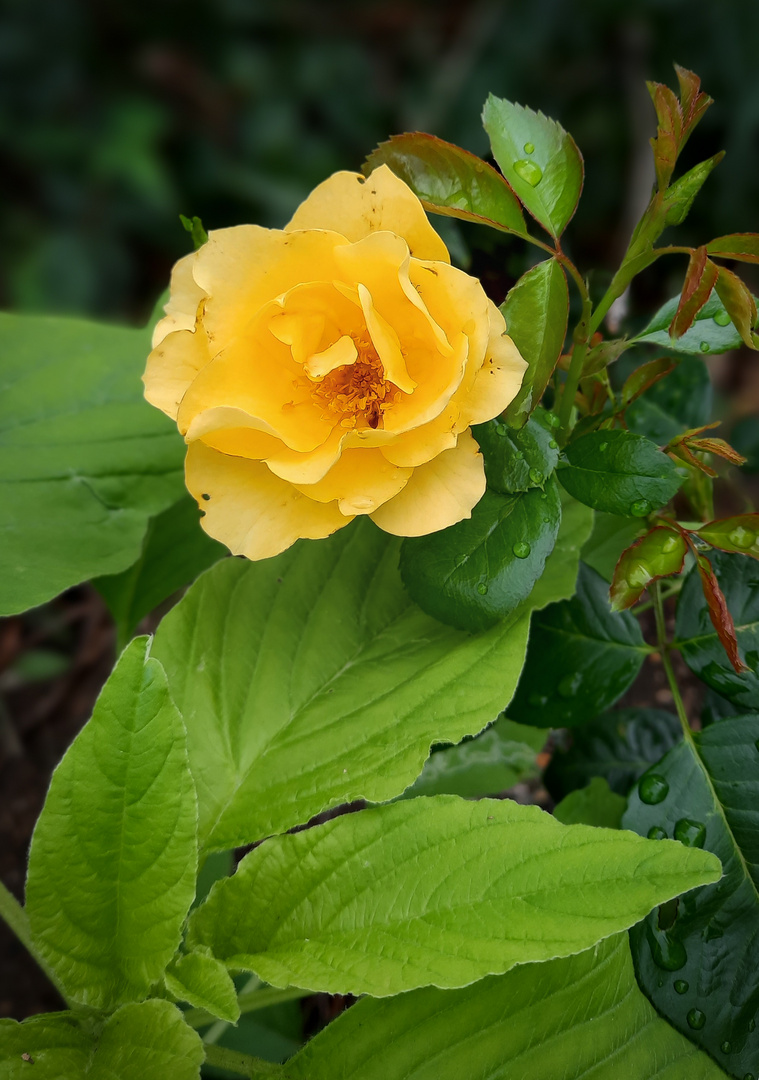 Rose und Amaranthus