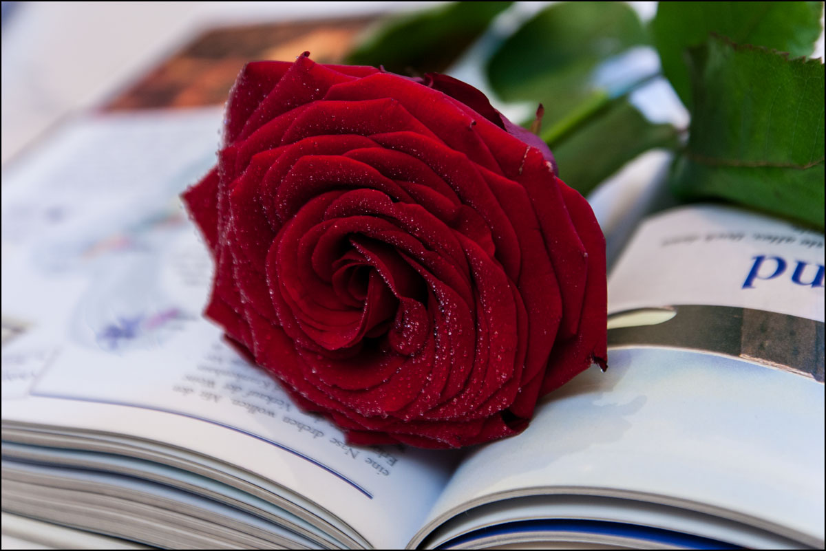 Rose und Buch