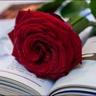 Rose und Buch