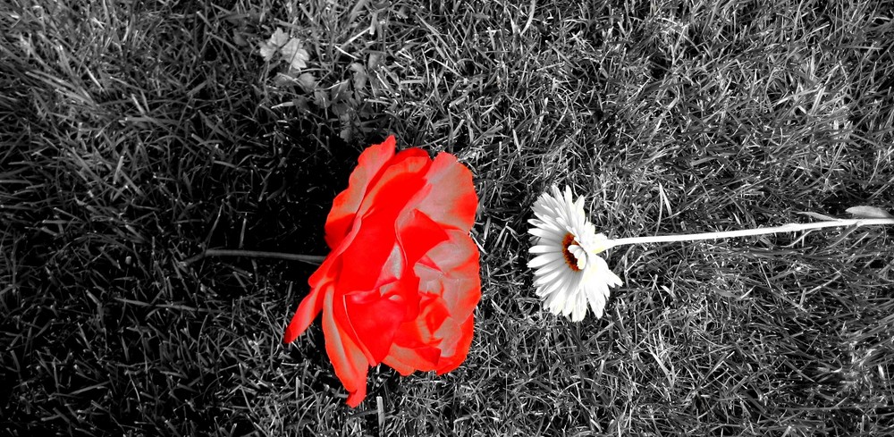 Rose und Gerbera