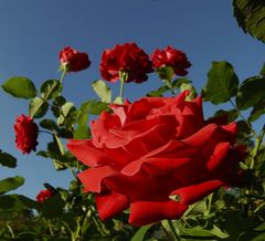 Rose und Himmel