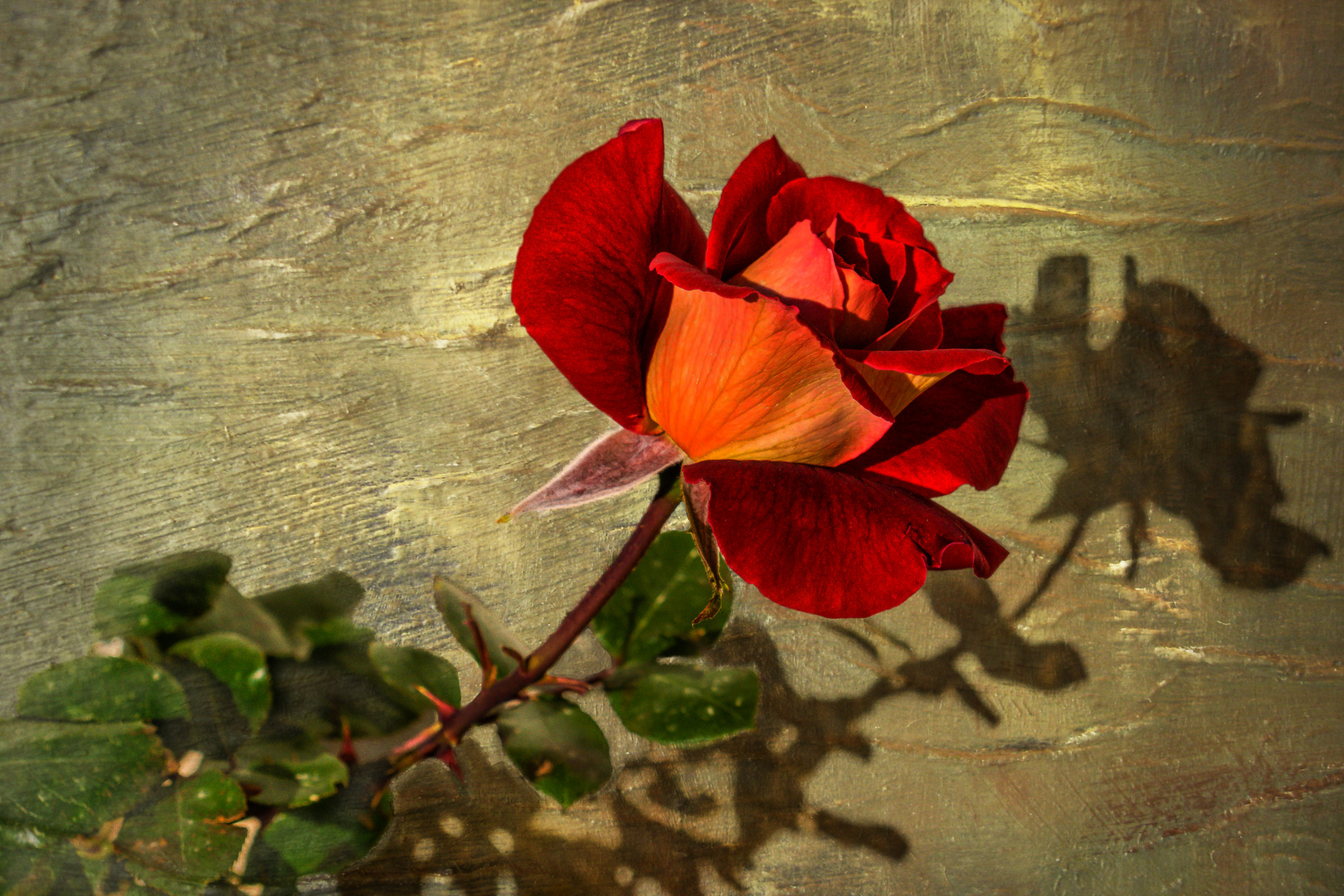 Rose und ihr Schatten