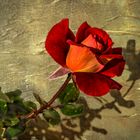 Rose und ihr Schatten