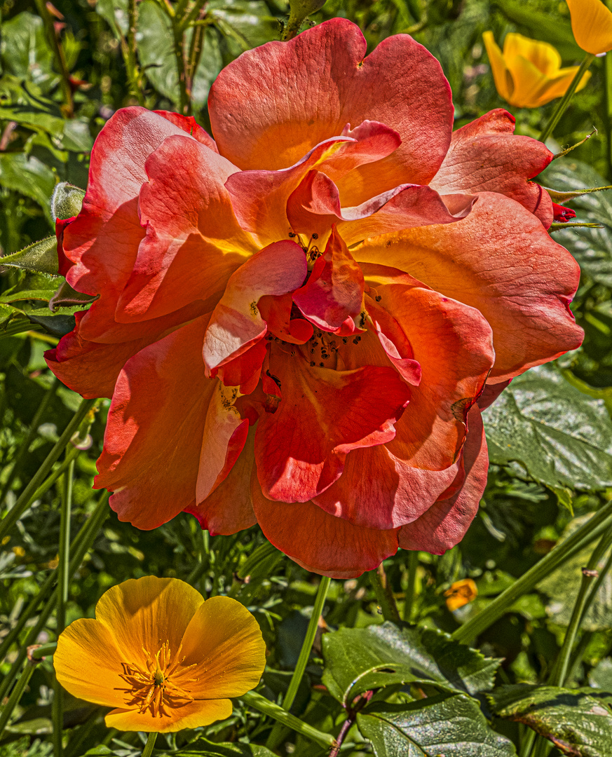 Rose und Kalifornischer Mohn