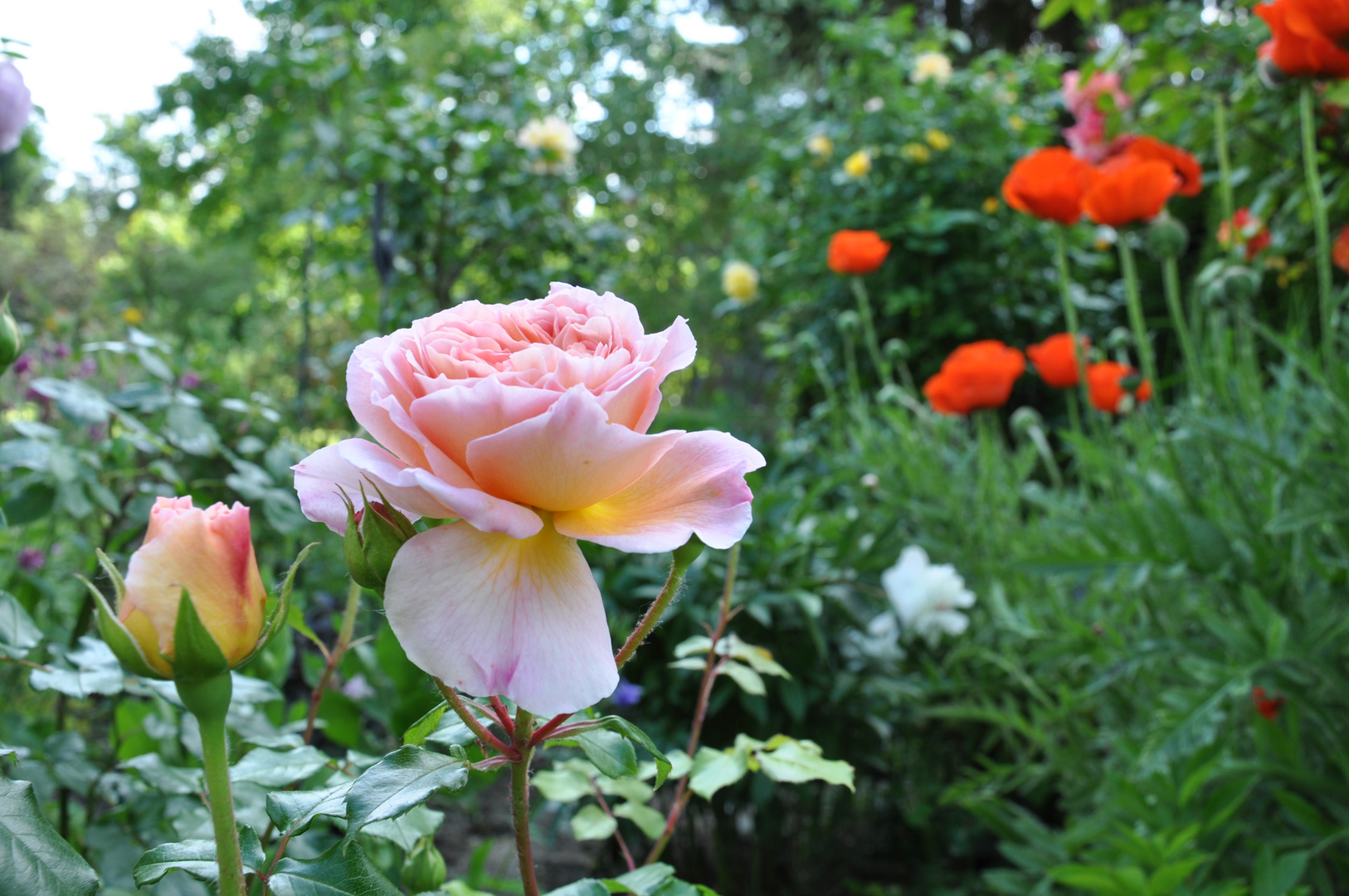 Rose und Mohn