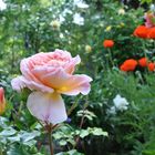 Rose und Mohn