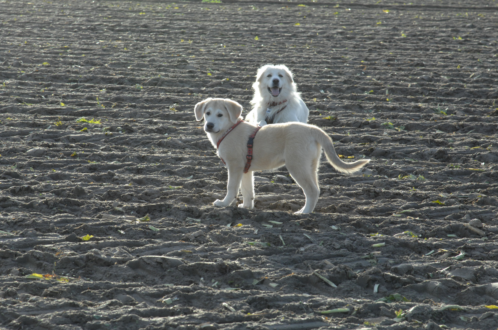 Rose und Olli