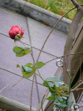 Rose und rechtswendender Trieb eines gewöhnlichen Blauregens (Wisteria sinensis Prolific)