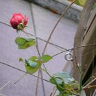 Rose und rechtswendender Trieb eines gewöhnlichen Blauregens (Wisteria sinensis Prolific)