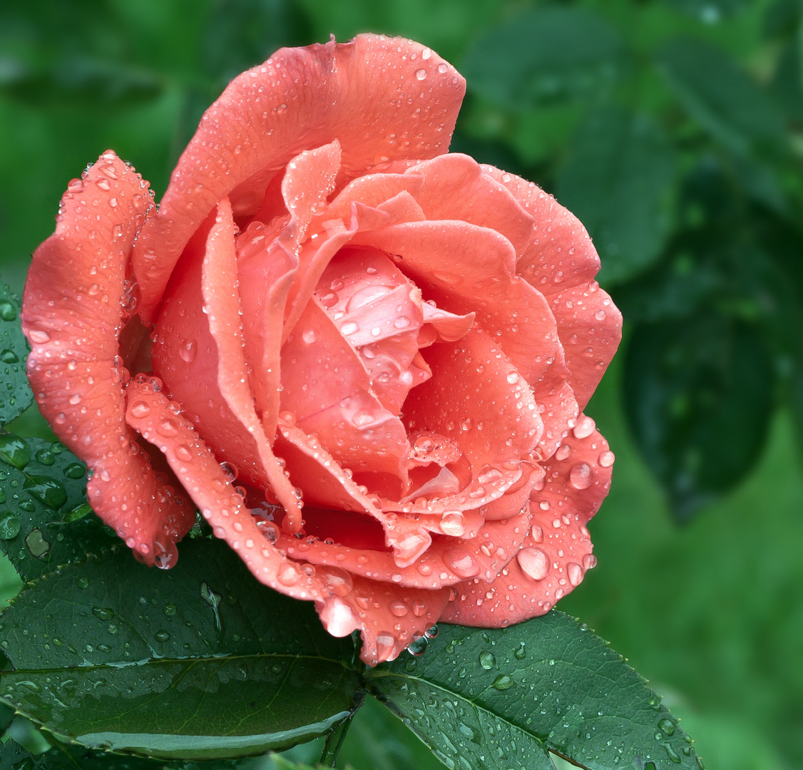 Rose und Regen