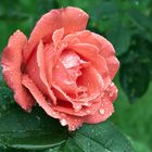 Rose und Regen