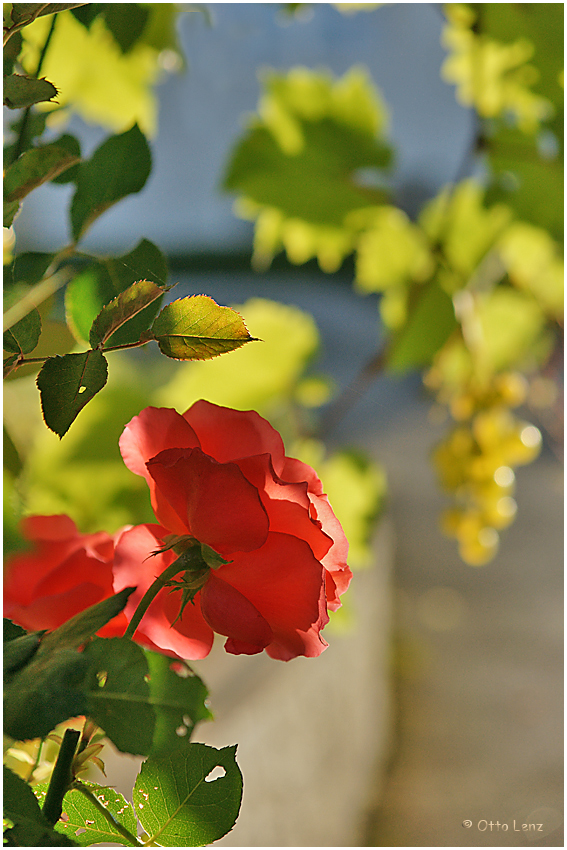 Rose und Wein