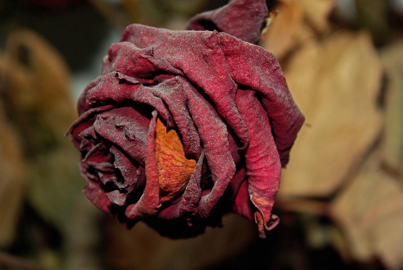 Rose under dust....