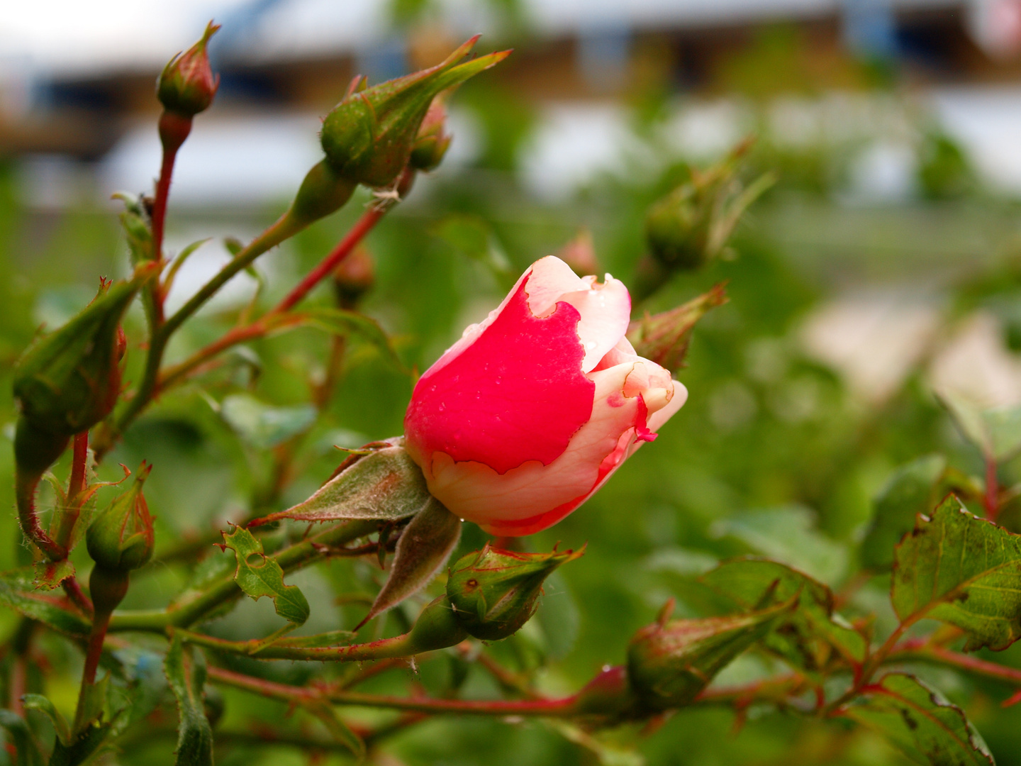 Rose unter der Brücke