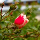 Rose unter der Brücke