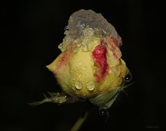 Rose unter Eis