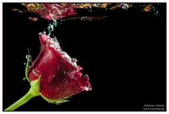 Rose unter Wasser