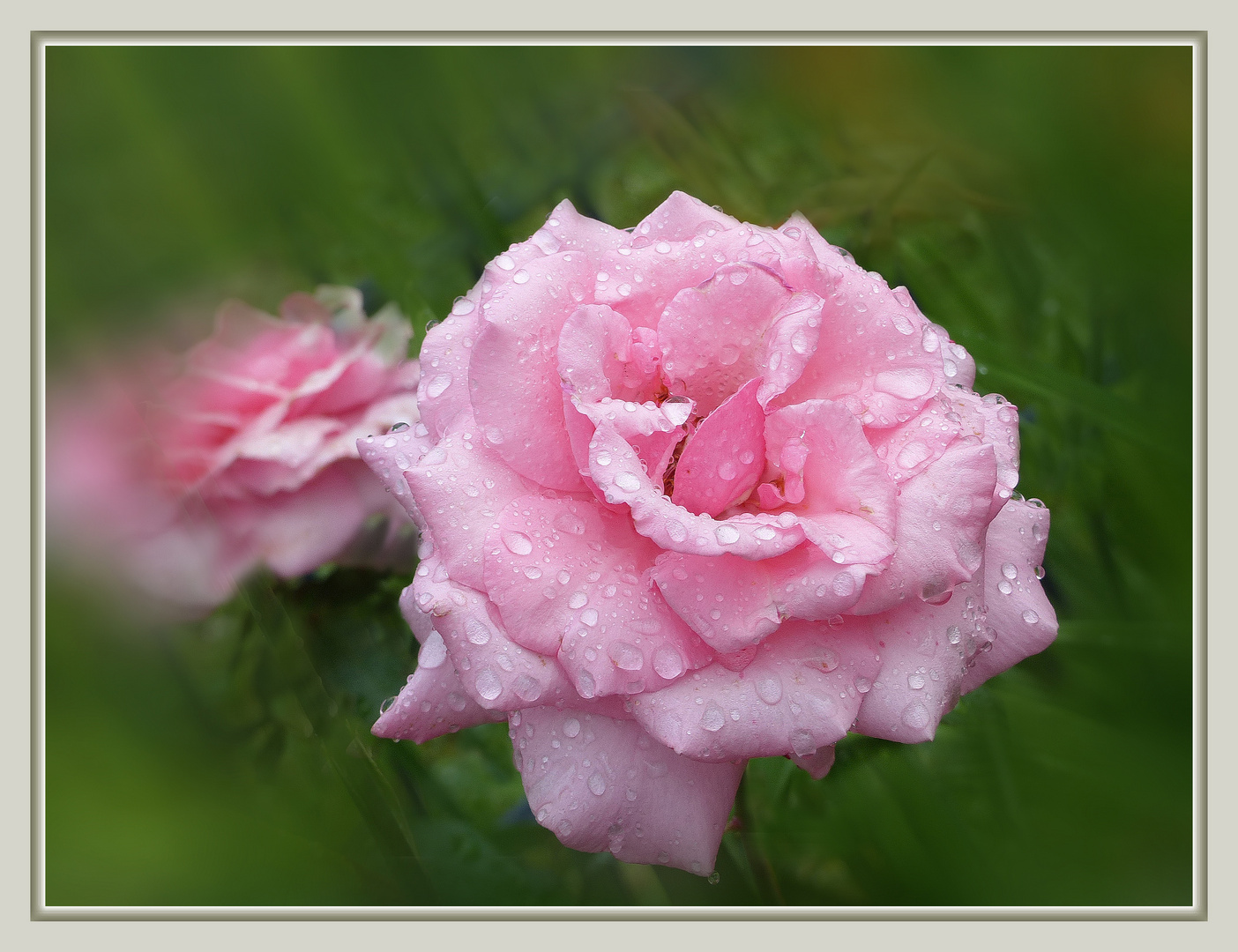 Rose unterm  Regen