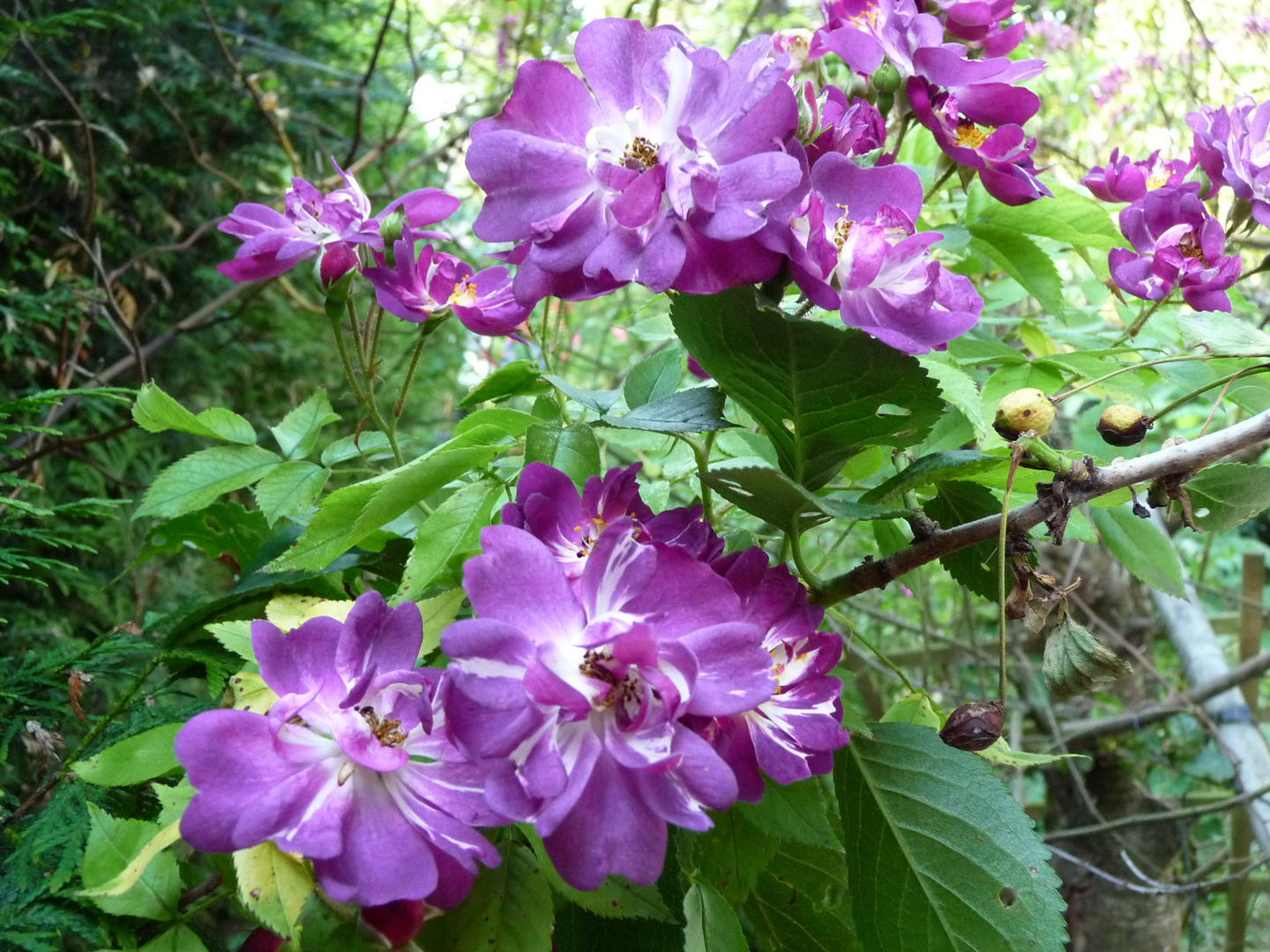 Rose Veilchenblau