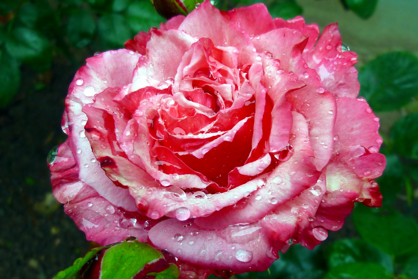 Rose, verbessert mit Gimp