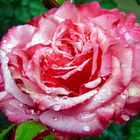 Rose, verbessert mit Gimp