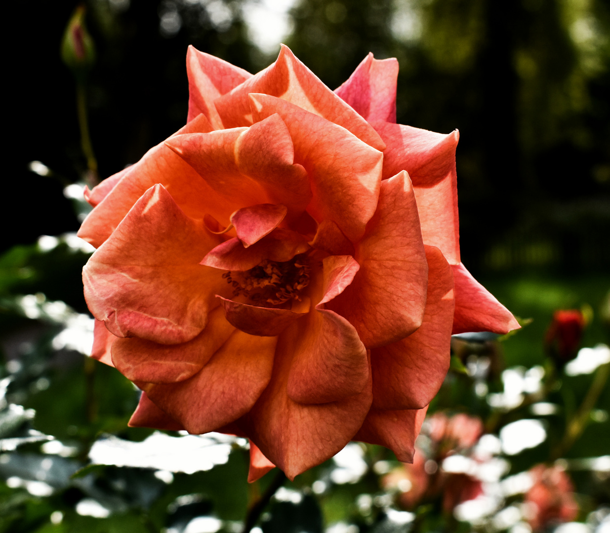 Rose verblüht