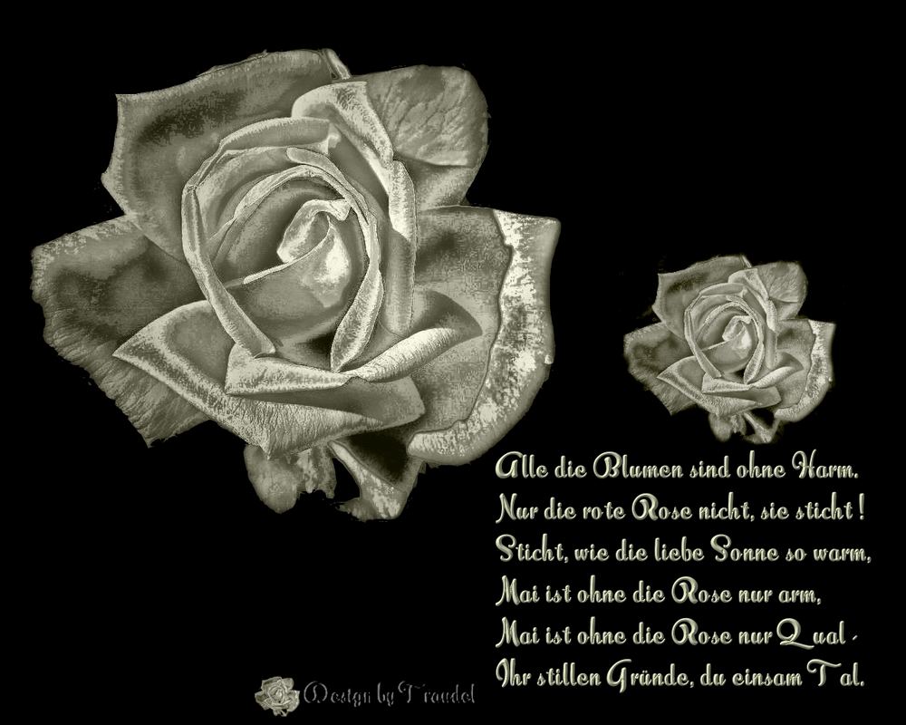 Get Spruch rosen For Android Free