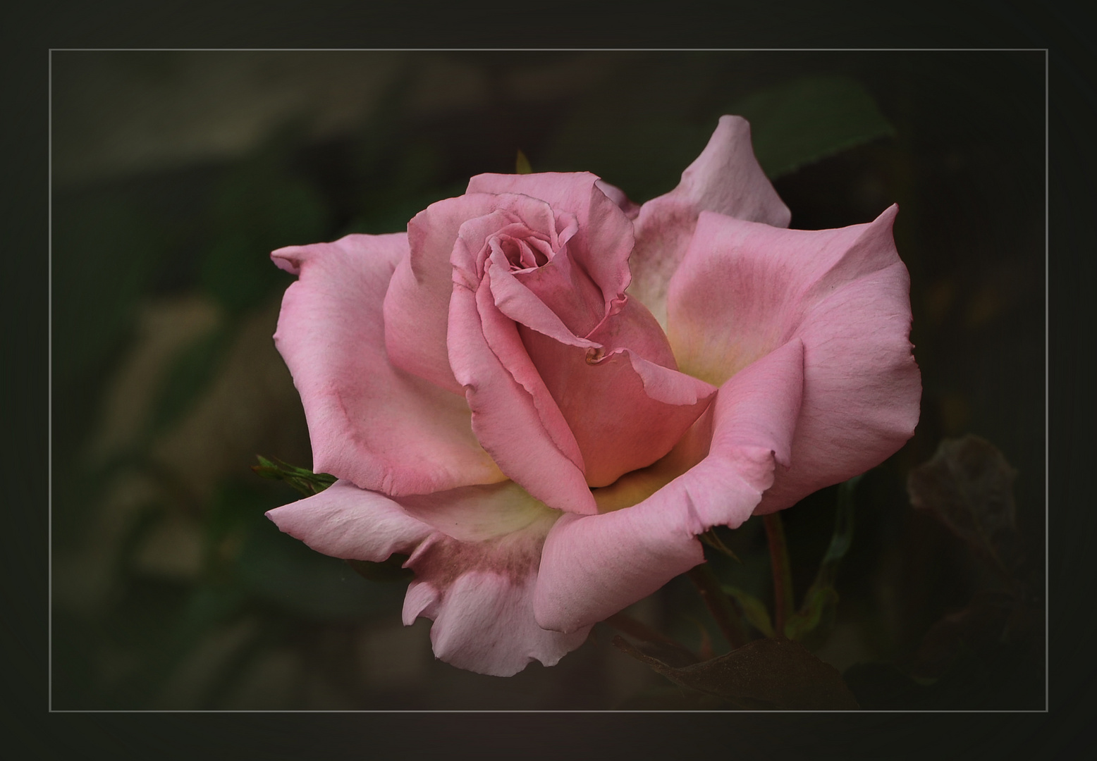 Rose vieux rose