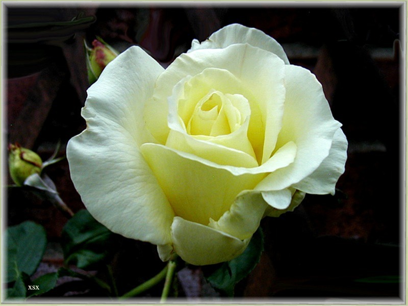 Rose " Virgo "