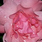 Rose vom Regen geküsst....