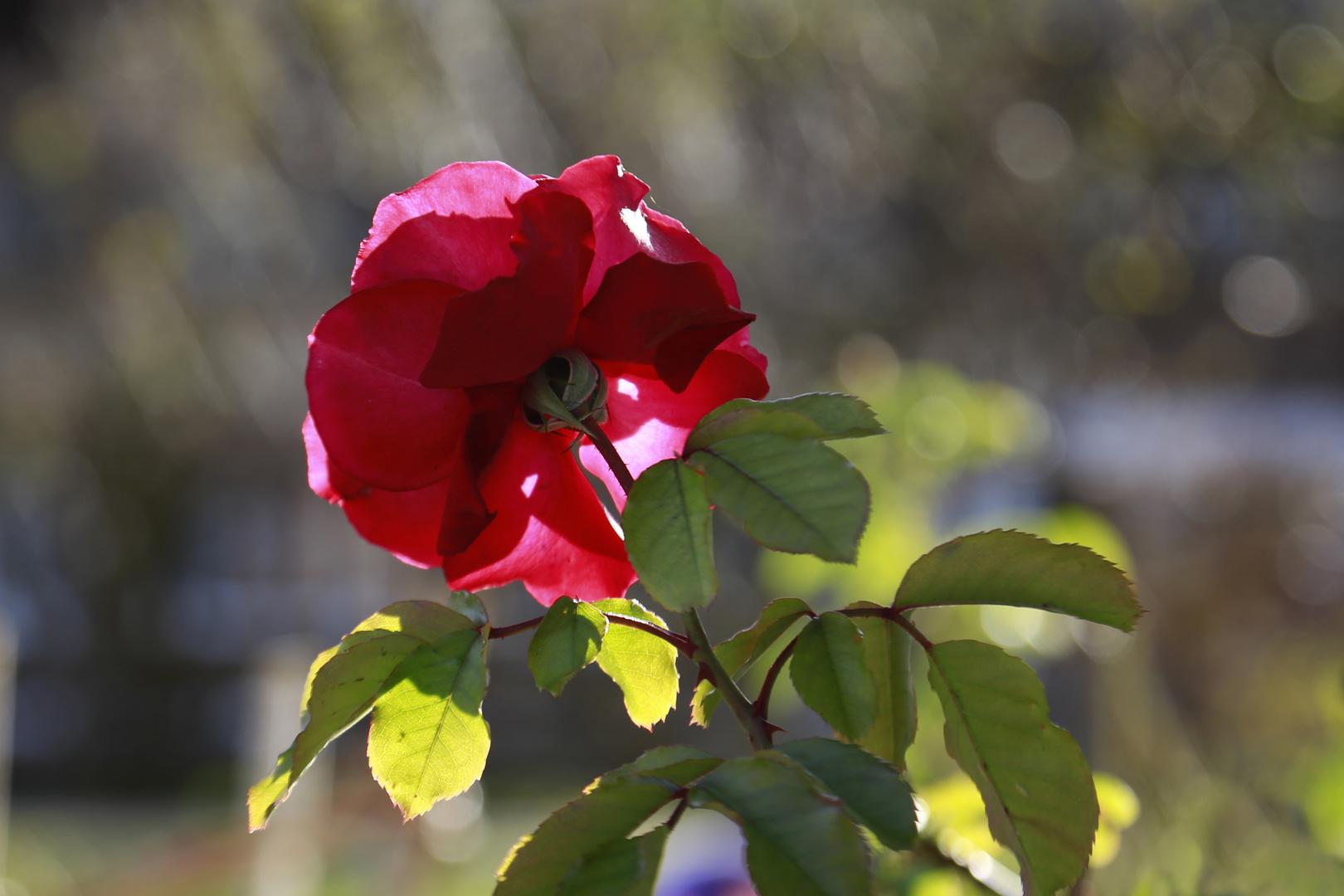 Rose vom Tegernsee