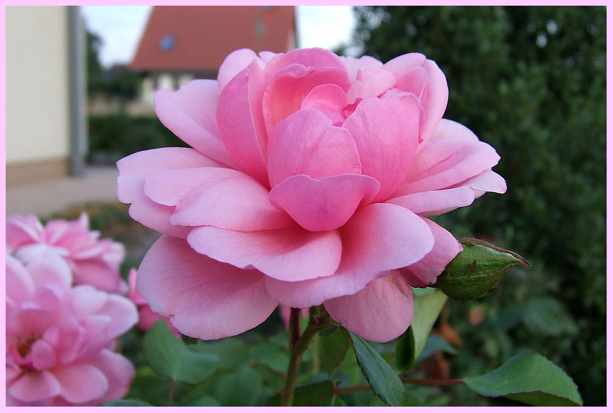 Rose vom Wörthersee 2?